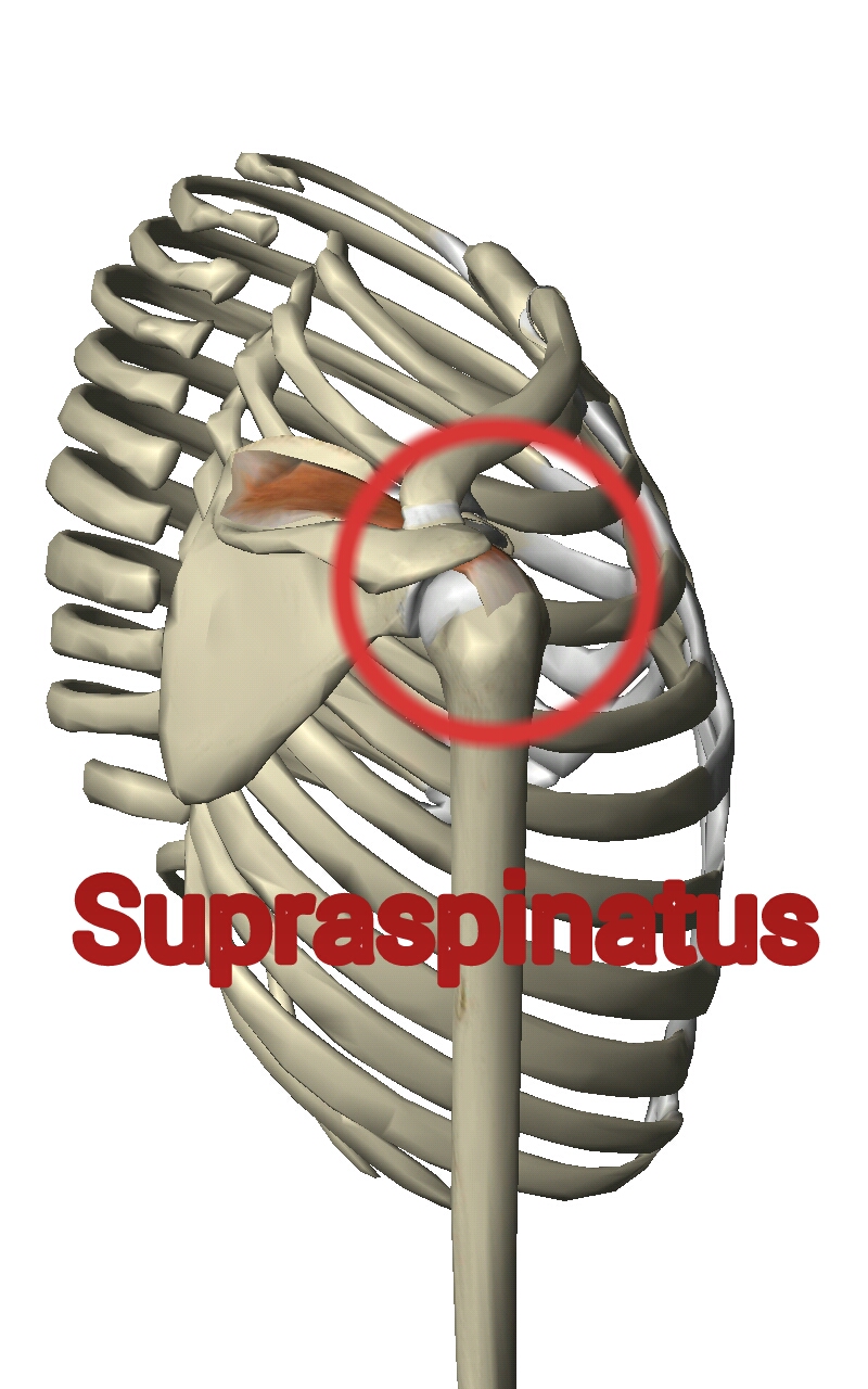 Stabbing Pain Between Shoulder Blades The long head of the biceps