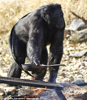 Kanzi, Simpanse Bonobo Yang Pintar Memasak