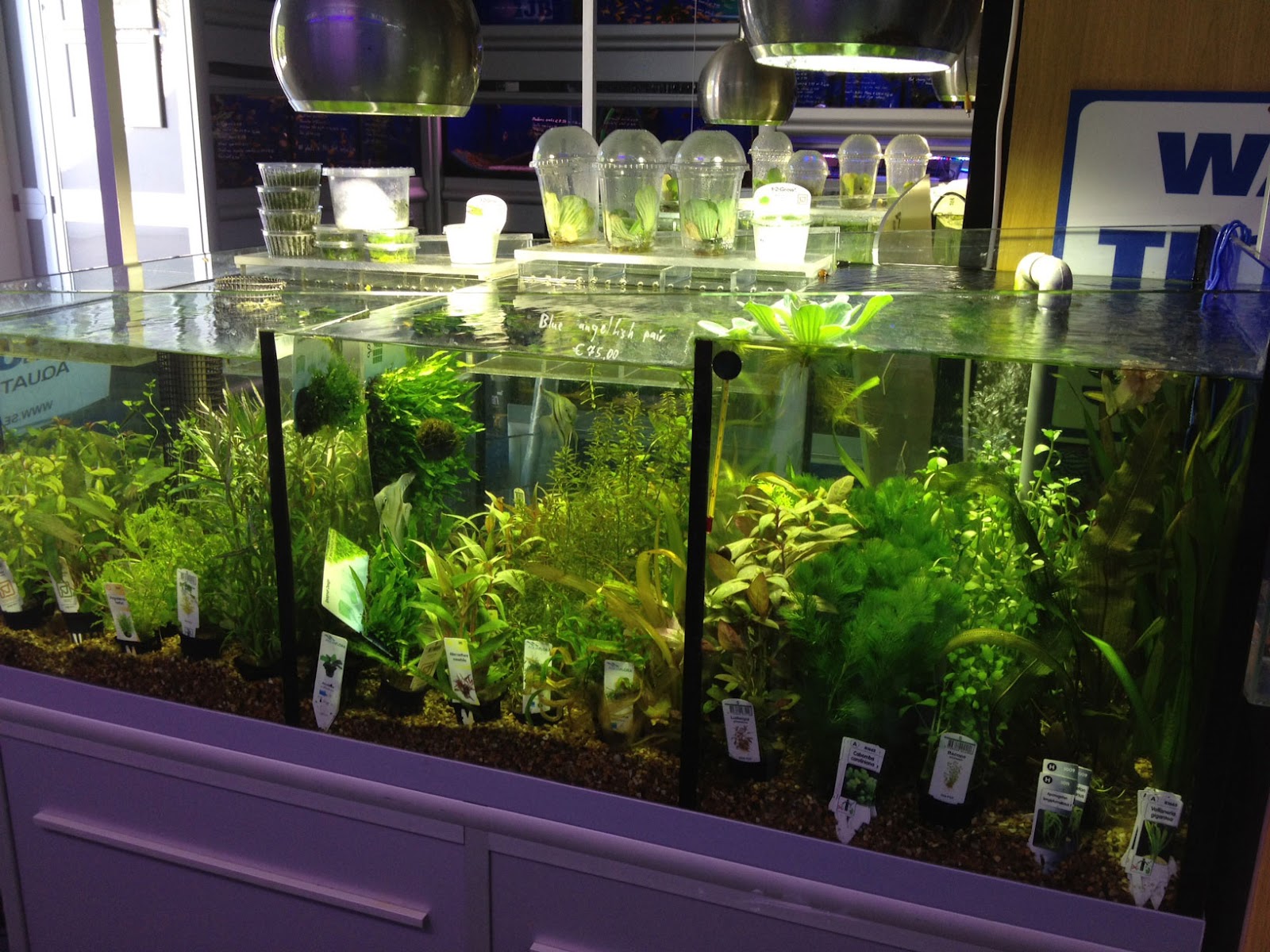 Seahorse Aquariums Lots of amazing plants in this week + Freebies