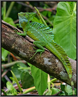 Emerald Basilisk.