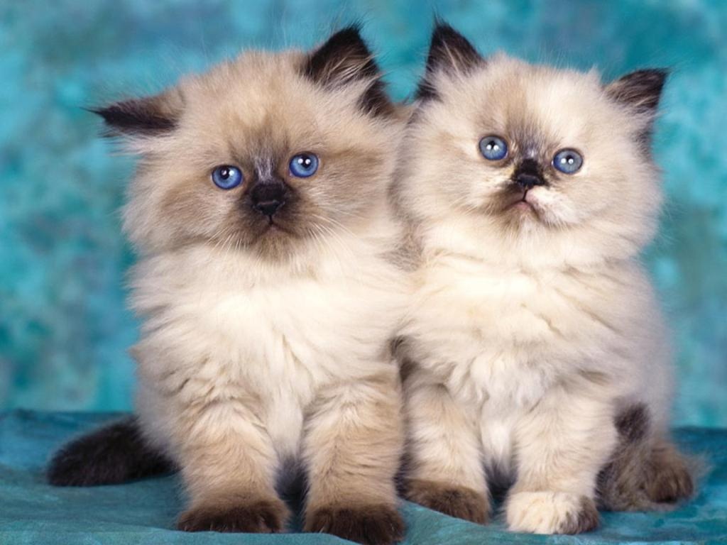 Gambar Kucing Persia kembar Gambar Kucing Persia kembar