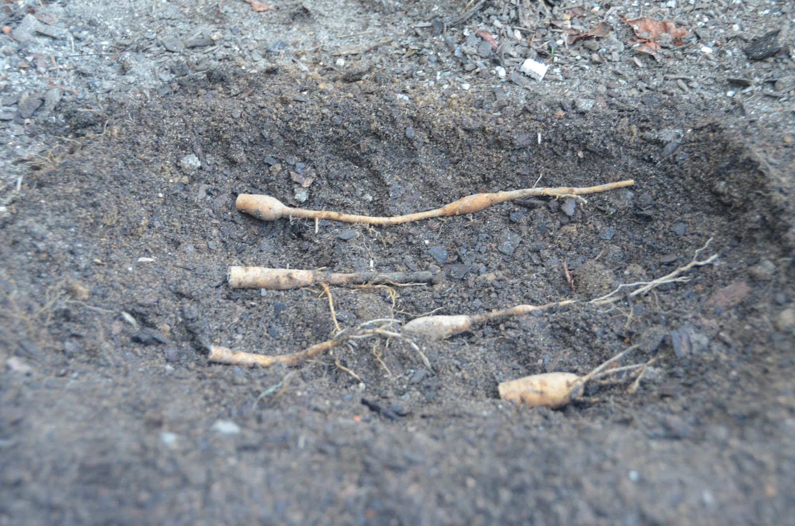 Southern Peony 2015 Peony Experiments Planting