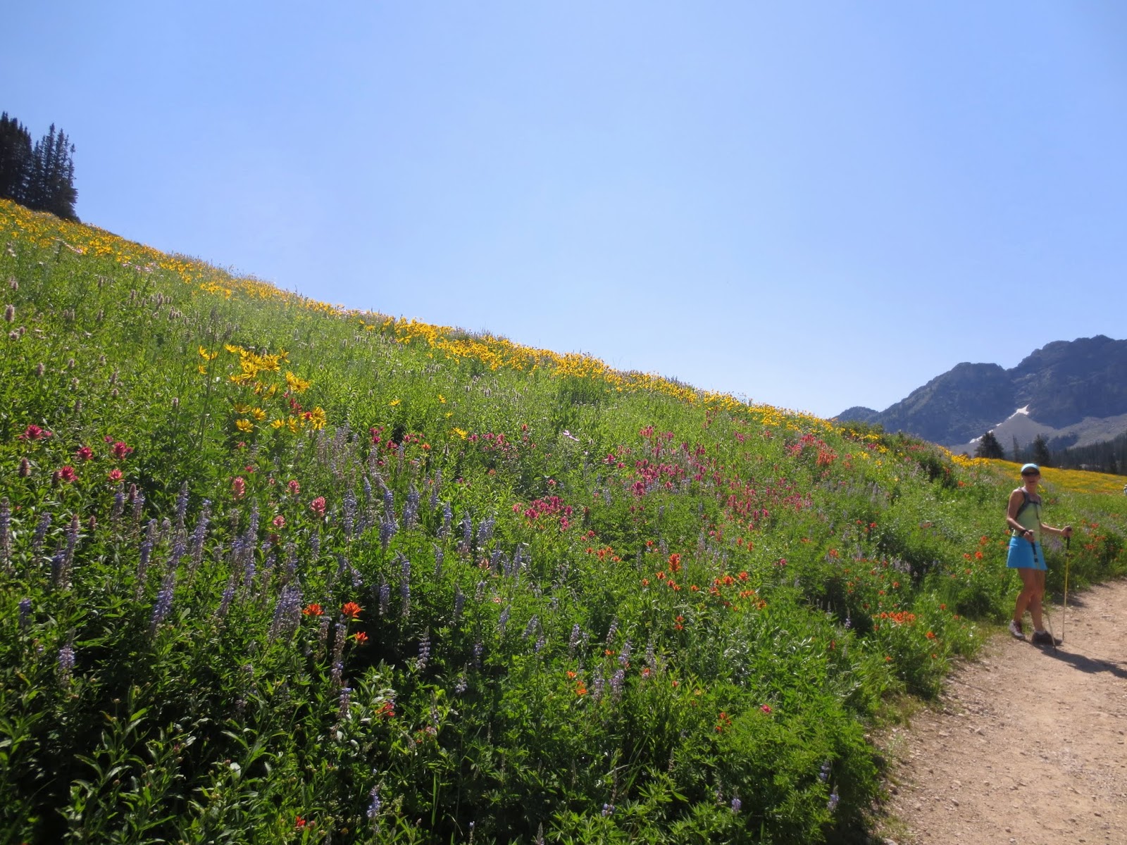 wasatch and beyond Alta Wildflowers