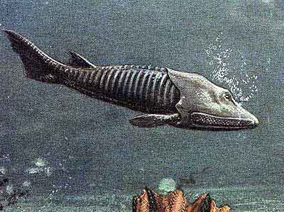 Agnathans Fossil