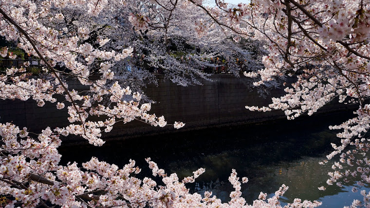 Sakura at Meguro River, Japan