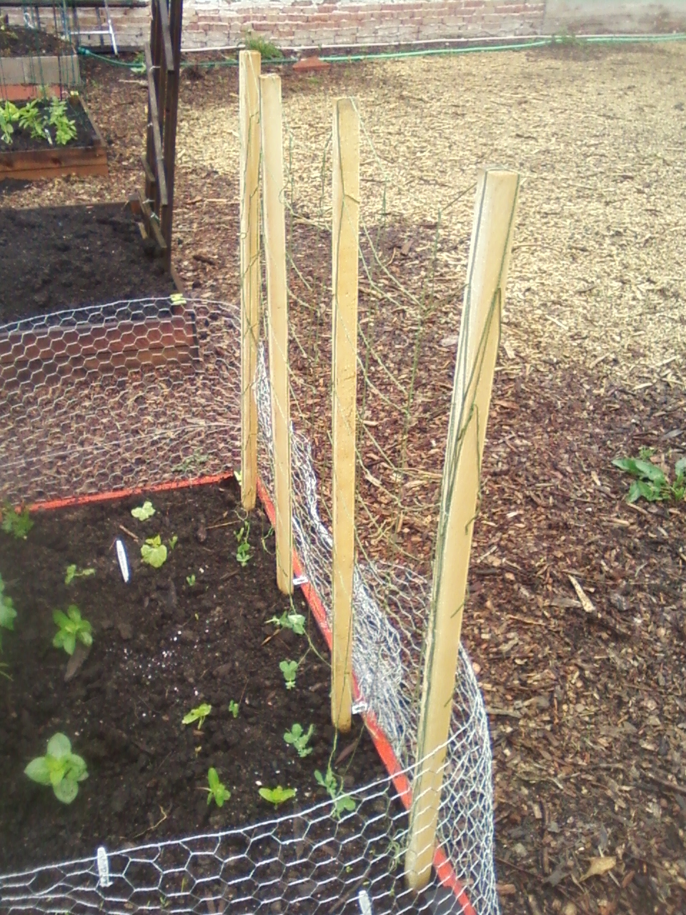 My 4X8 Building a rabbit proof fence (and a pea trellis)
