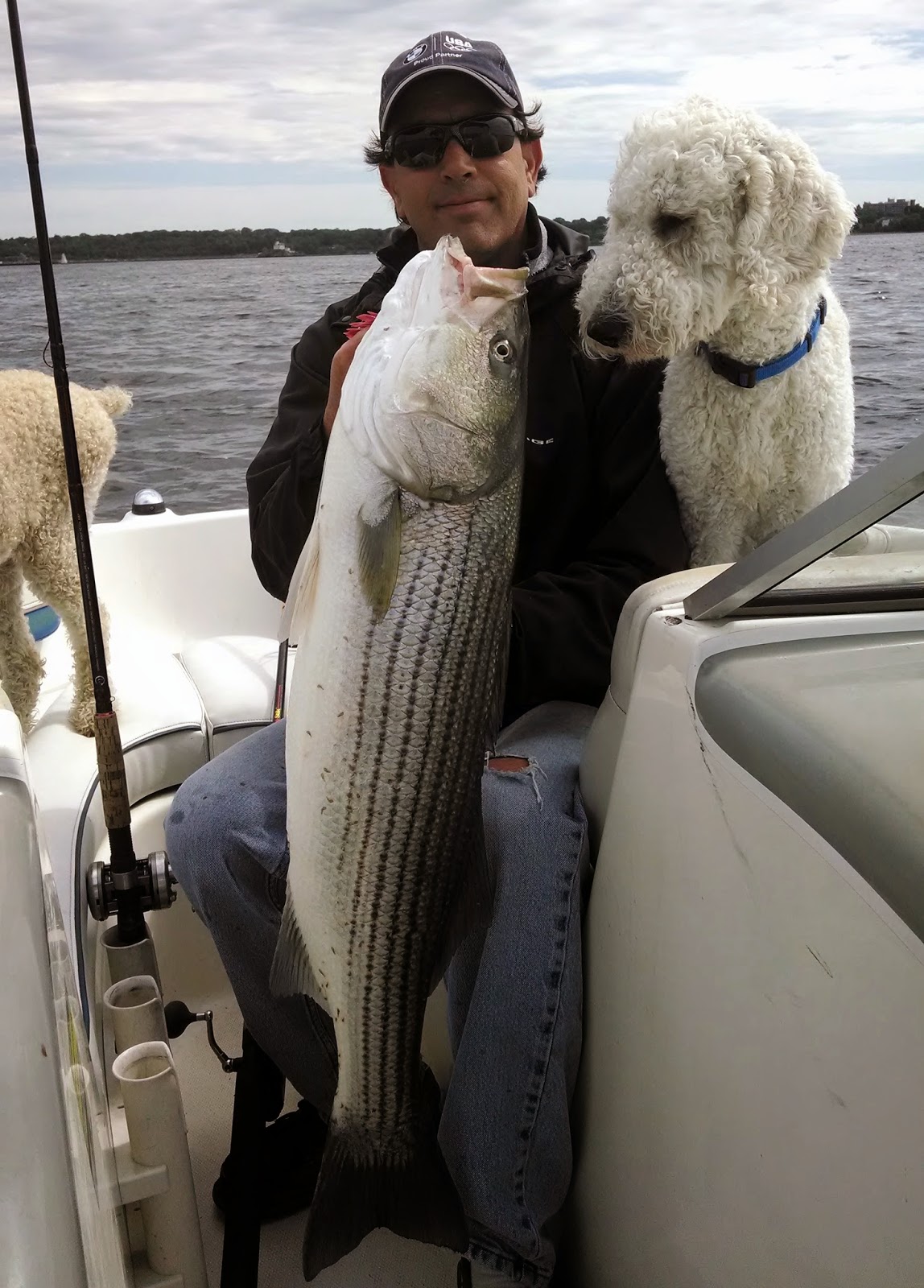 Do Dogs Like Sea Bass