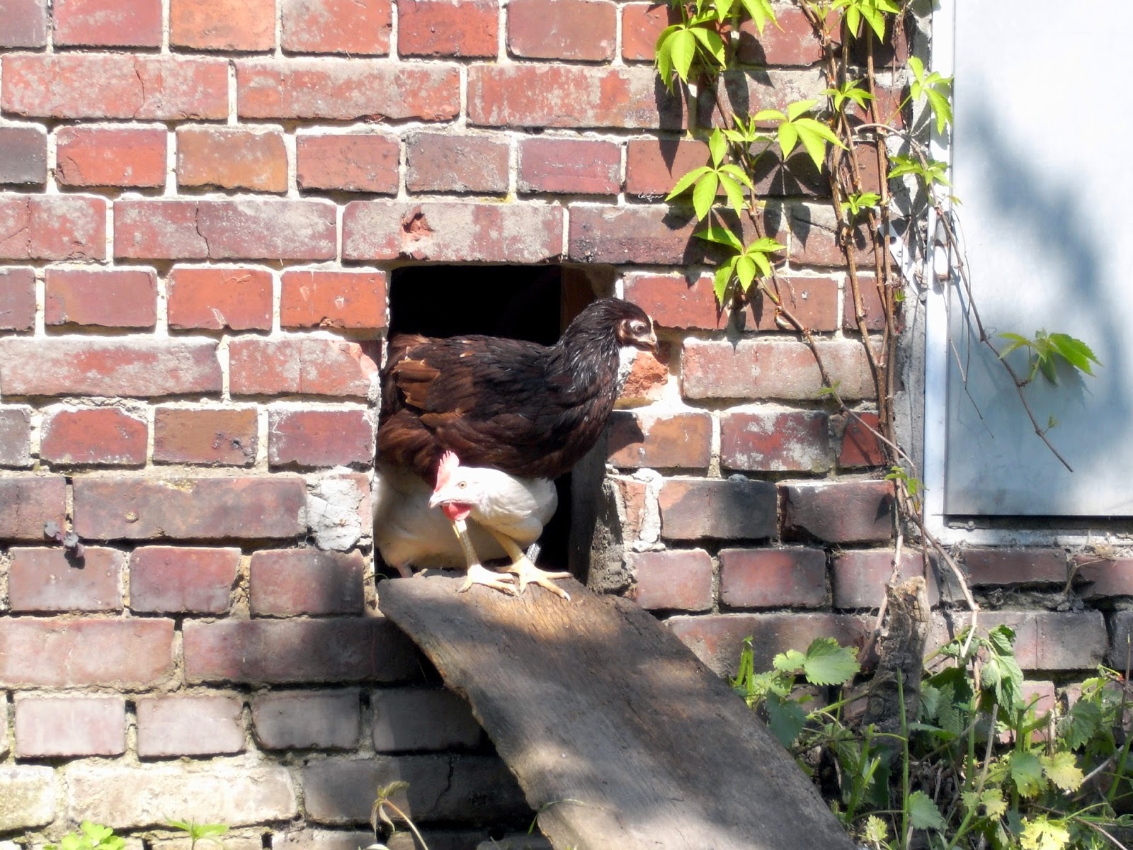 Mein Balkon April 2014