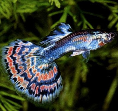 Blue Guppy