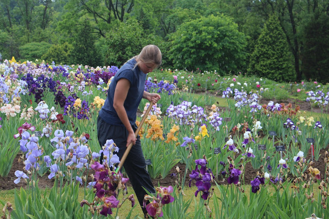 A staff member tends the iris collection at the Laking Garden, part of Canada's Royal Botanical Gardens