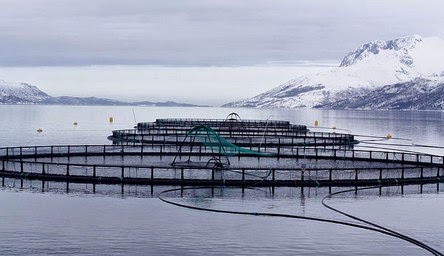 http://www.futura-sciences.com/magazines/environnement/infos/dossiers/d/developpement-durable-poisson-elevage-aquaculture-questions-1669/