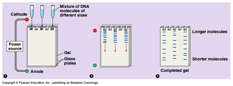 gel electrophoresis lab Start studying gel electrophoresis lab learn vocabulary, terms, and more with flashcards, games, and other study tools. gel electrophoresis lab Start studying gel electrophoresis lab learn vocabulary, terms, and more with flashcards, games, and other study tools.