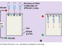 Gel Electrophoresis Diagram Gel Electrophoresis Diagram