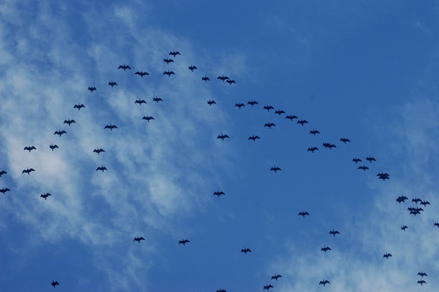 De grootste kolonie heremiet ibissen vindt nu zijn leefgebied in het National Park of Souss Massa.