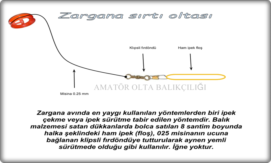 Balik Turleri Resimli Aciklama 76 Balik Zargana
