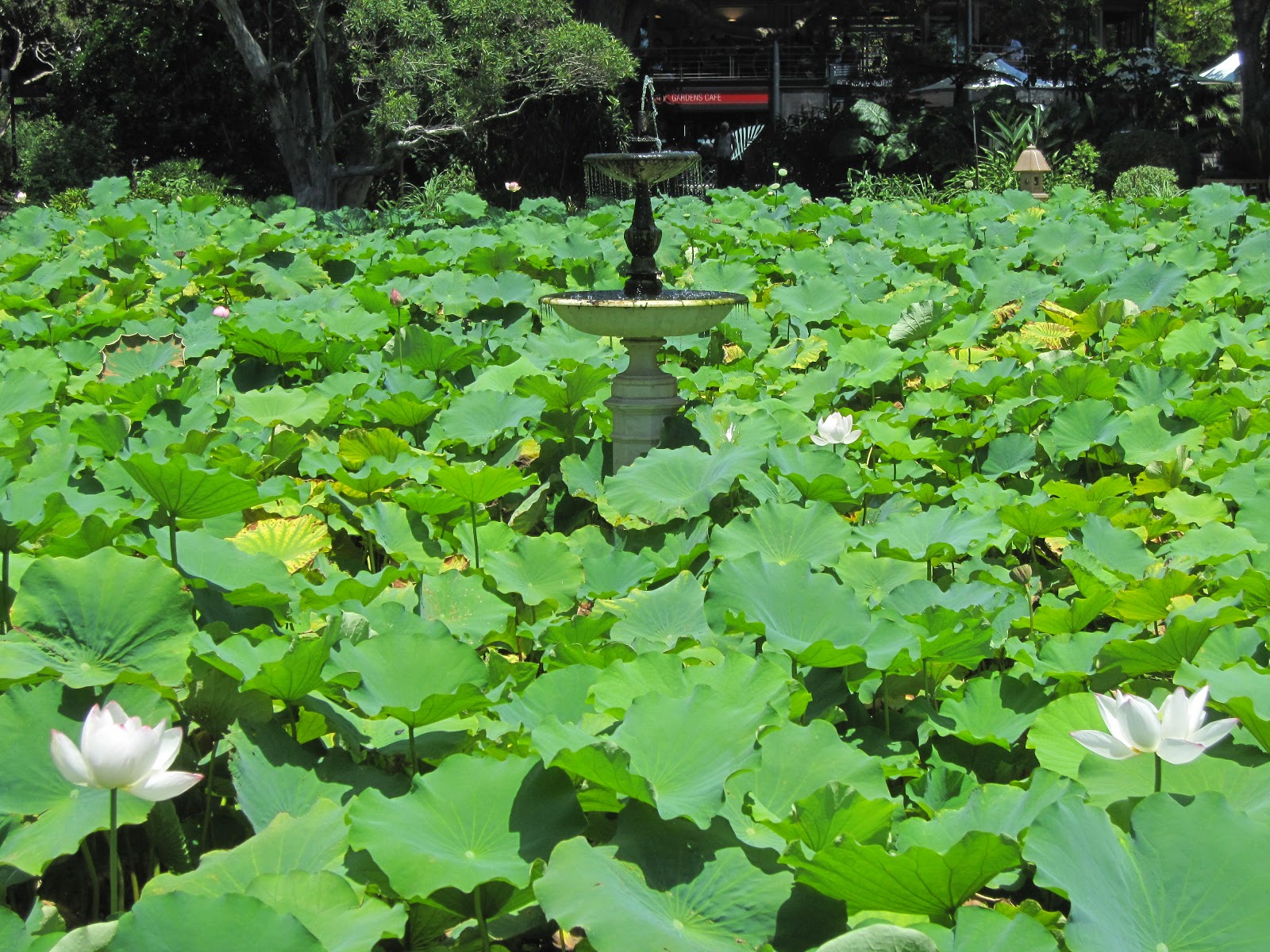 Sydney City and Suburbs Botanic Gardens, Lotus Pond, flowers