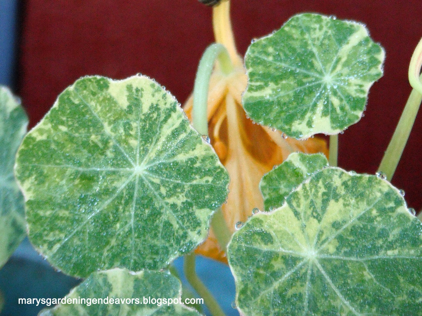 Mary's Gardening Endeavors February 2011