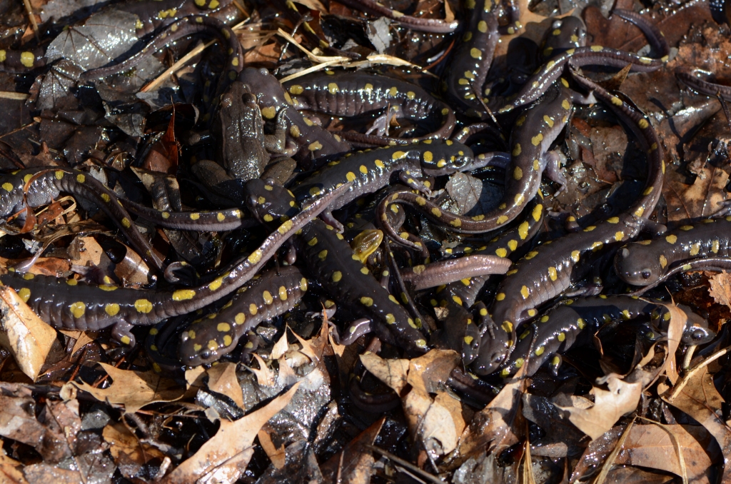 Ohio Birds and Biodiversity Spotted salamander