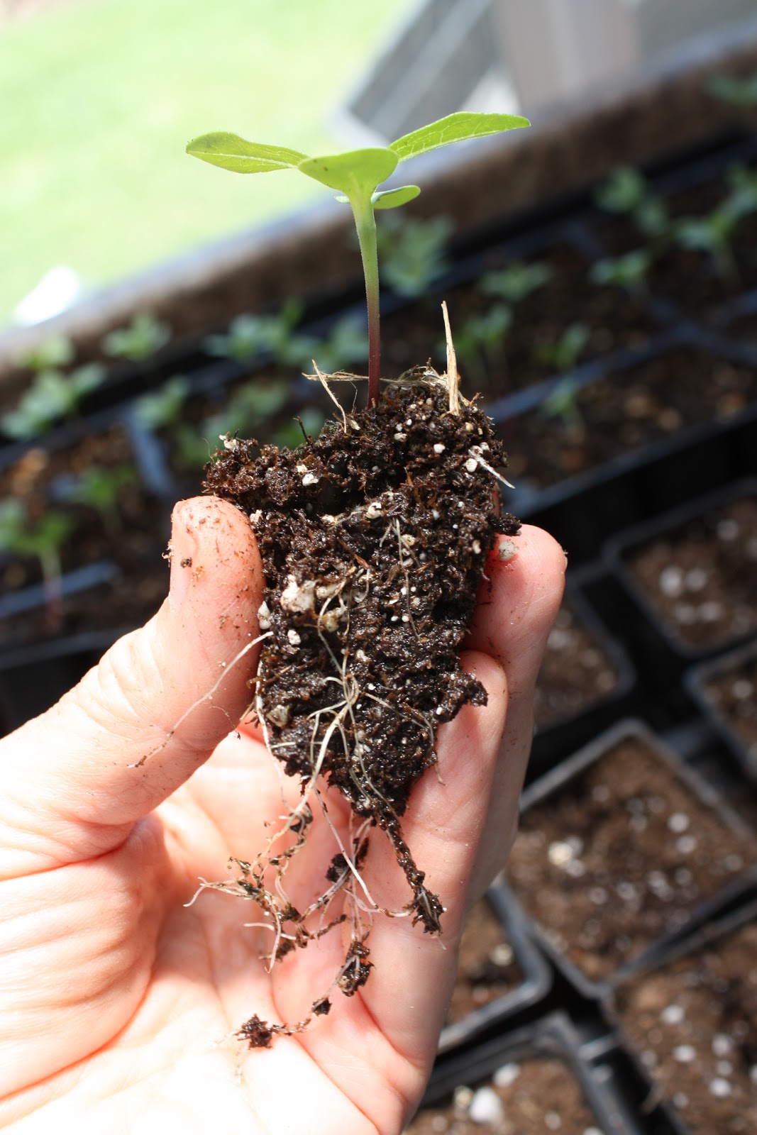 42 zinnia plants for under 2.00 potting up seedlings