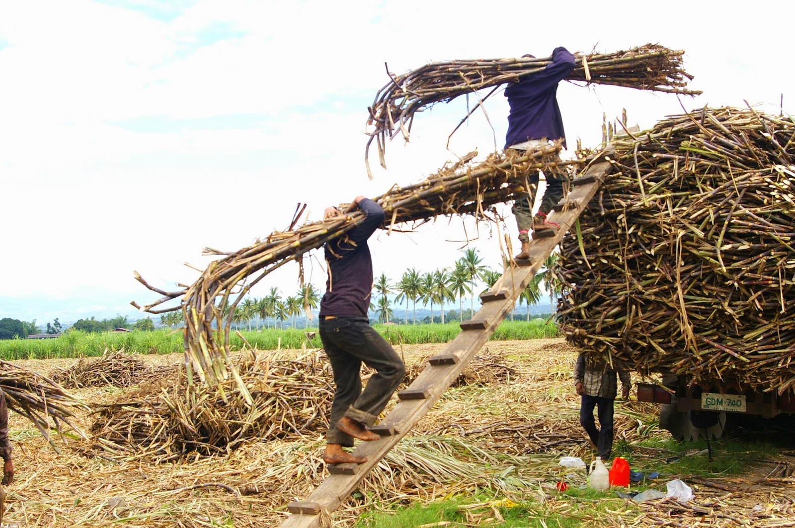 textspin Sugar Cane Farmers in the Philippines