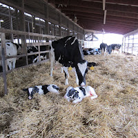 gambar peternakan sapi gambar peternakan sapi