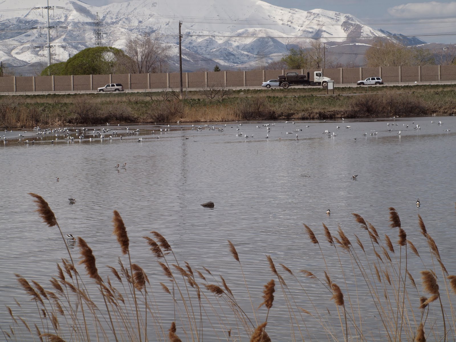 Birding Is Fun! Utah Birding Hotspot Decker Lake