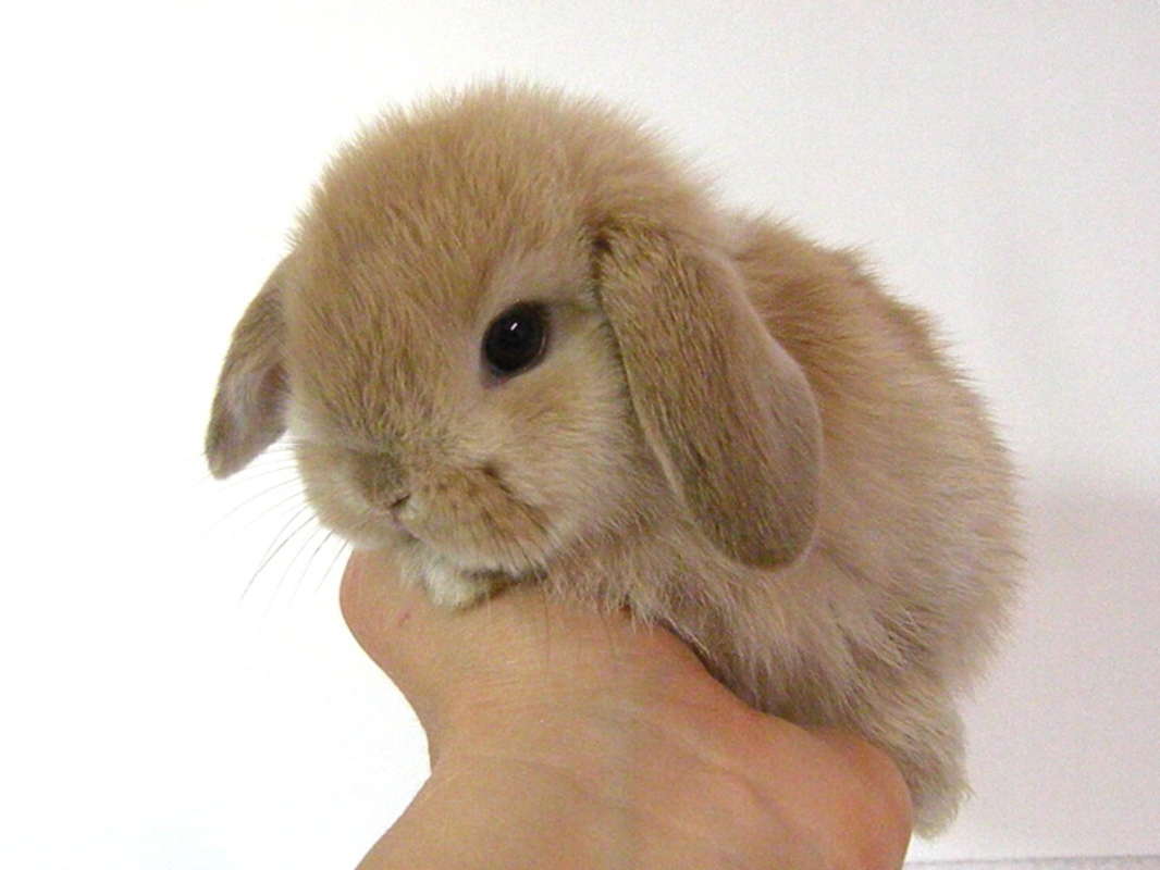 Jenis Kelinci Mini | Budidaya Cara Ternak