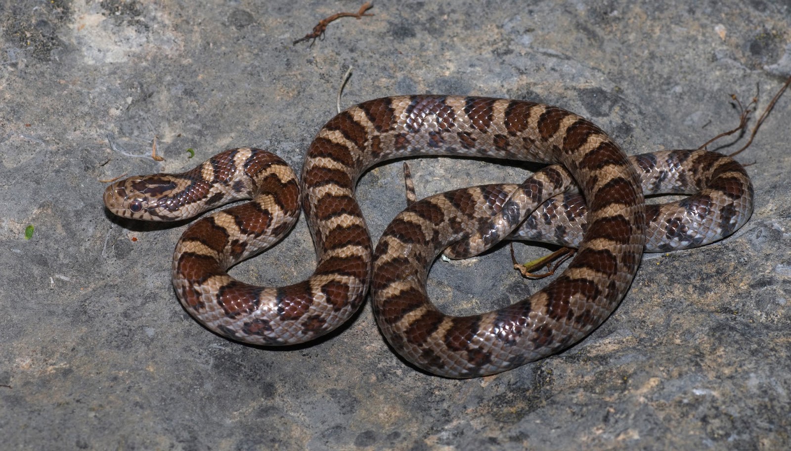 Ontario Birds and Herps: The snakes of Ontario - part 3