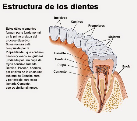 LA MASTICACIÓN DE LOS ALIMENTOS | Biomedica..?