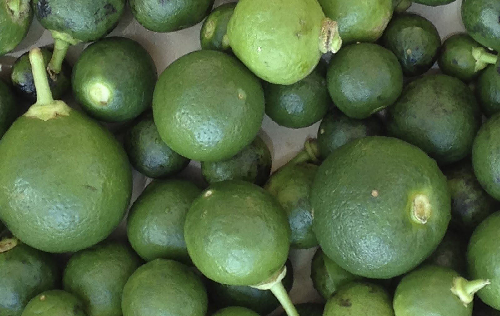 Food History Jottings To Preserve Green Oranges