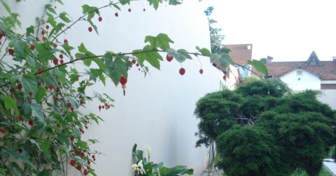 Reverdir **JARDINERIA Y PAISAJISMO**: GARAGE convertido en JARDÍN