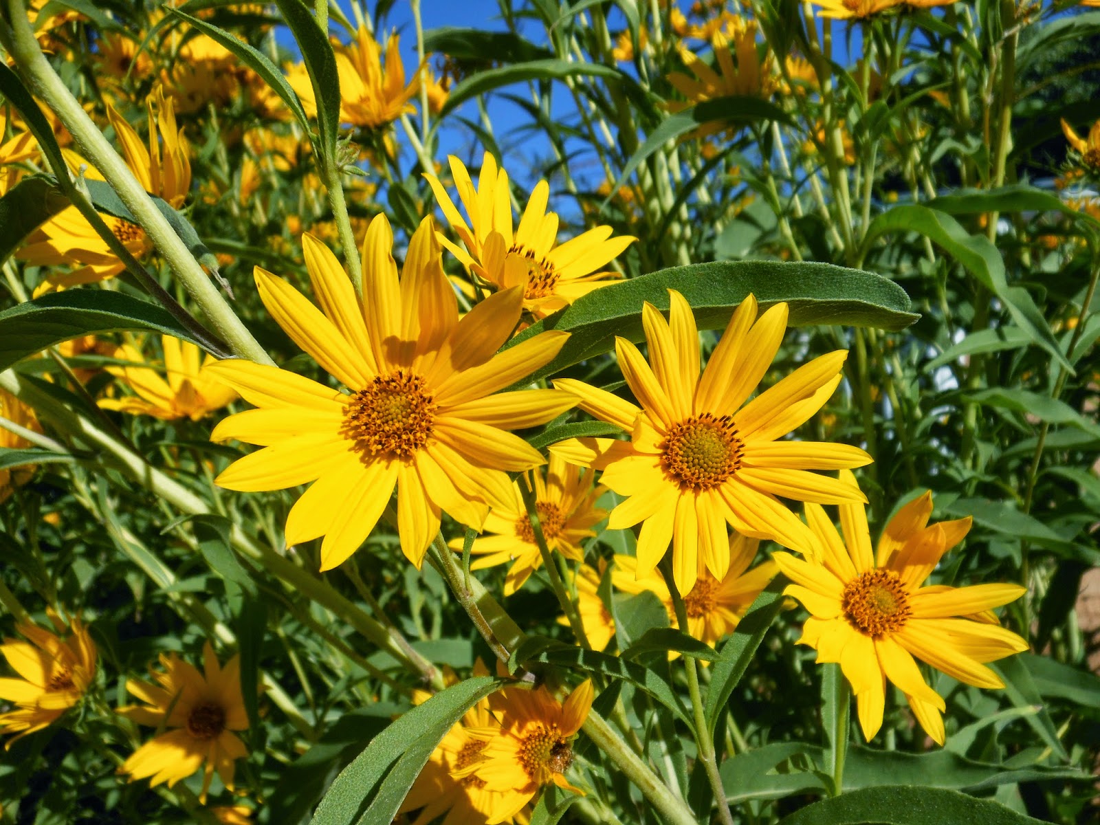 Maximilian Sunflower (Helianthus maximiliani ) is in full flower now!