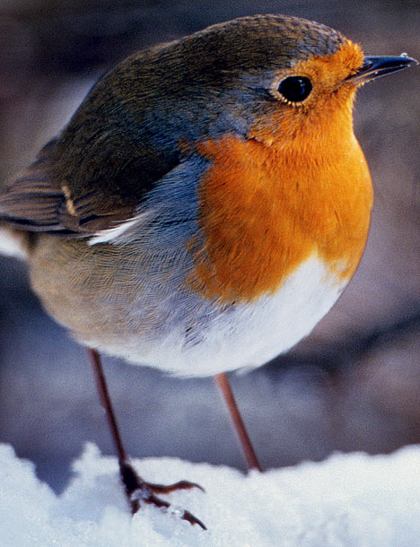 Uk Robin