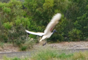 Ibis flying