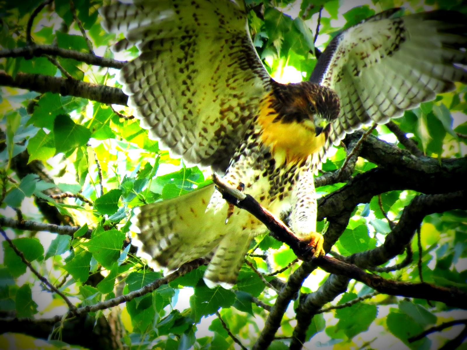 Lincoln Park Commons Pond News Kettering, Ohio The Red Tail Hawks Of