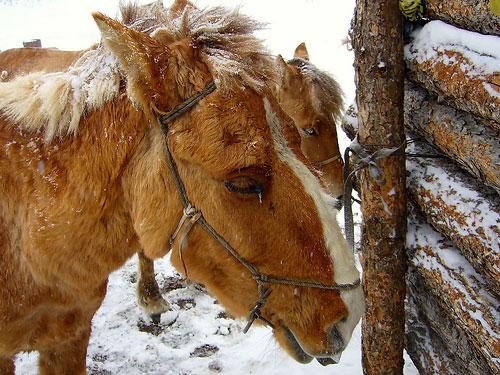 Mongolian Horses Seen On www.coolpicturegallery.us