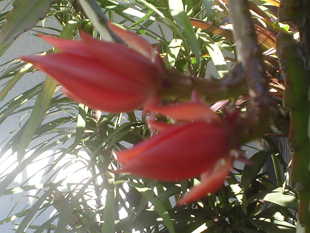 cactusorquidea epiphyllum vermelha botão