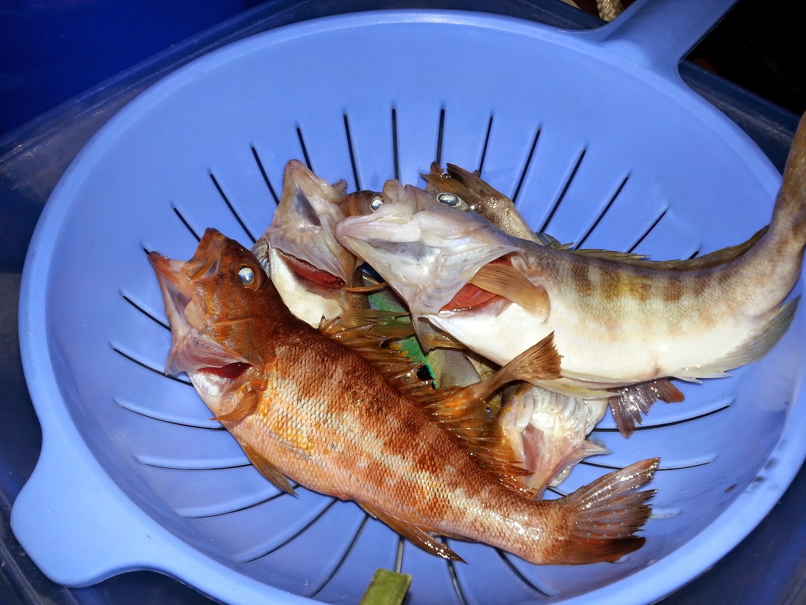 başka bir dünya mümkün&hellip; sarhoş balık, topal martı ve kaplumbağa