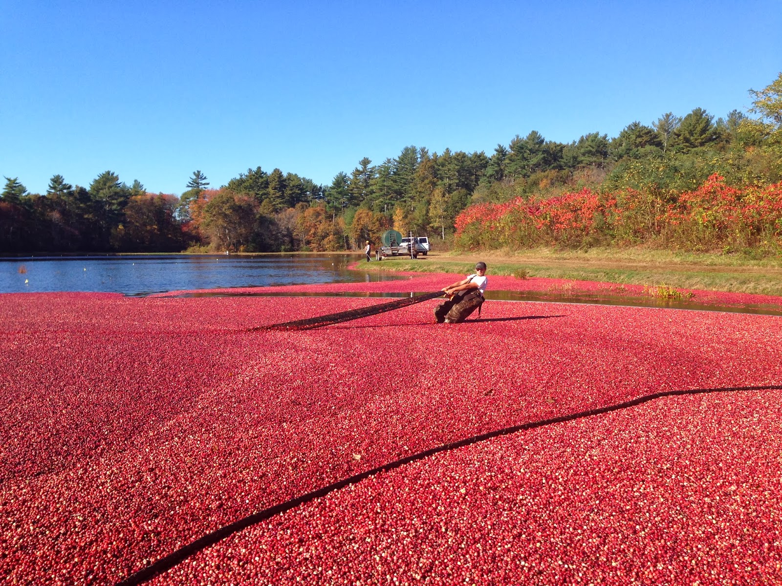 The Curious Zephyr Hi Ho the Cranberry Bog