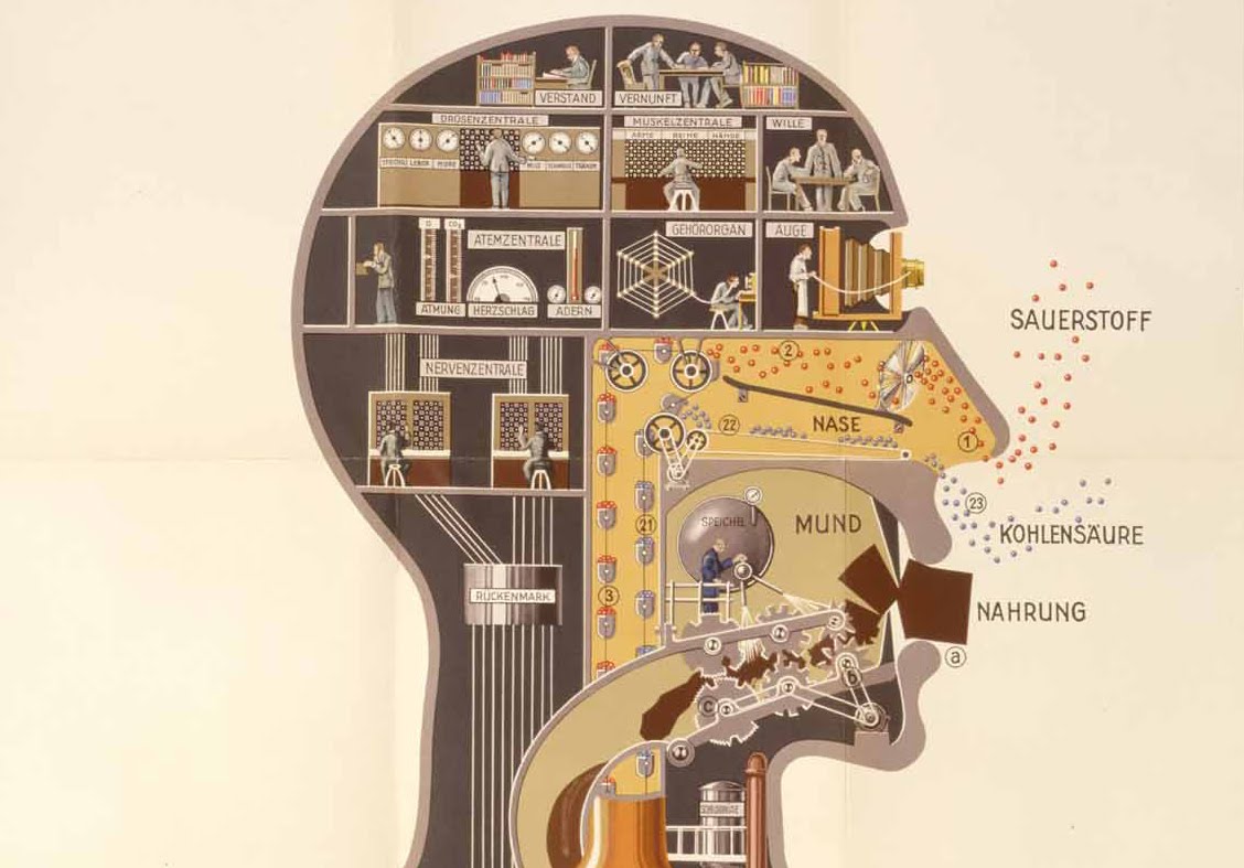 Human Anatomy Wallpaper