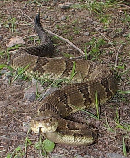 Timber Rattle snake Timber Rattle snake