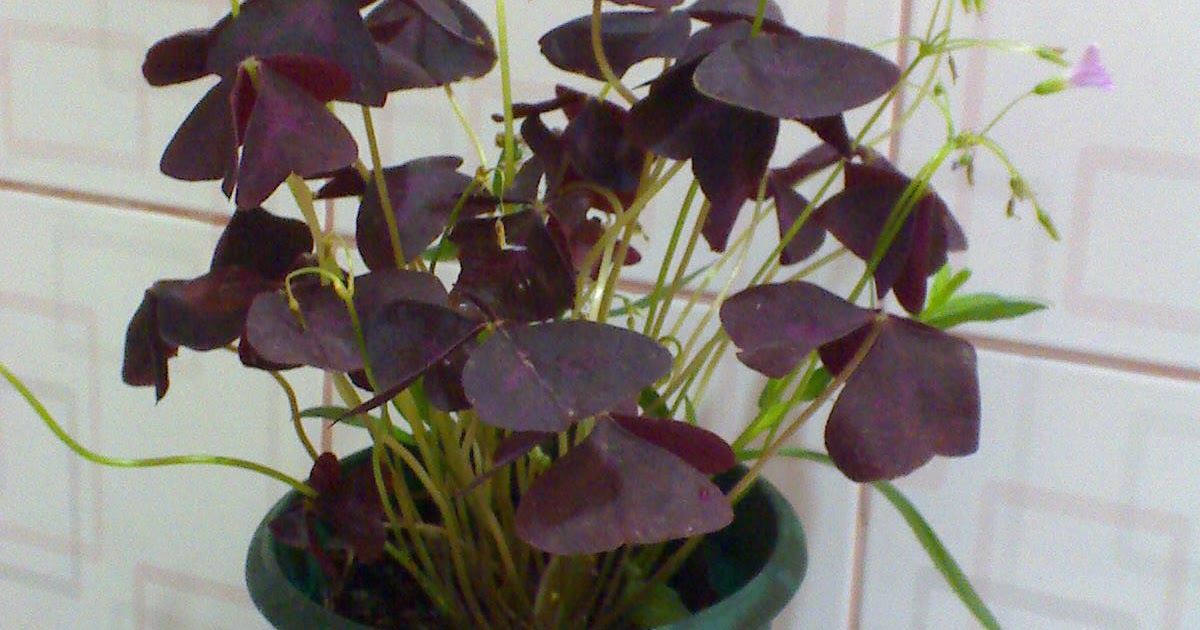 FLOWERS IN THE PHILIPPINES Butterfly Flower Plant