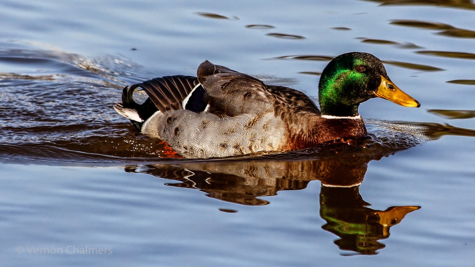 Vernon Chalmers Photography Milnerton Lagoon / Woodbridge Island, Cape