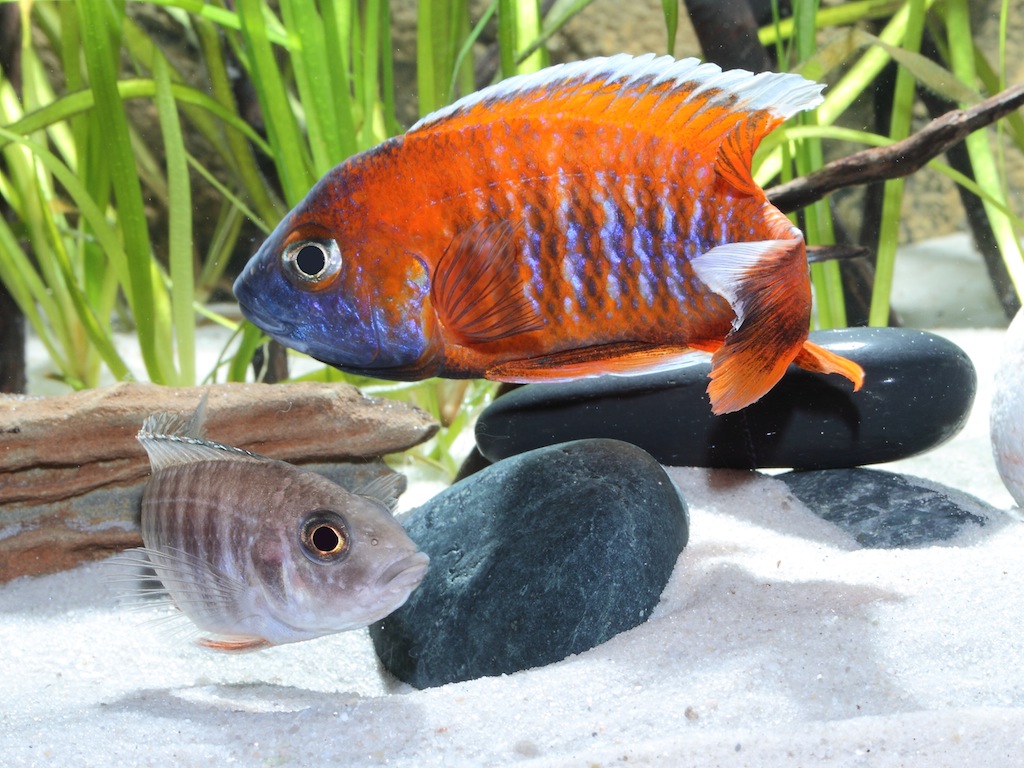 ΣÏεÏική εικÏνα