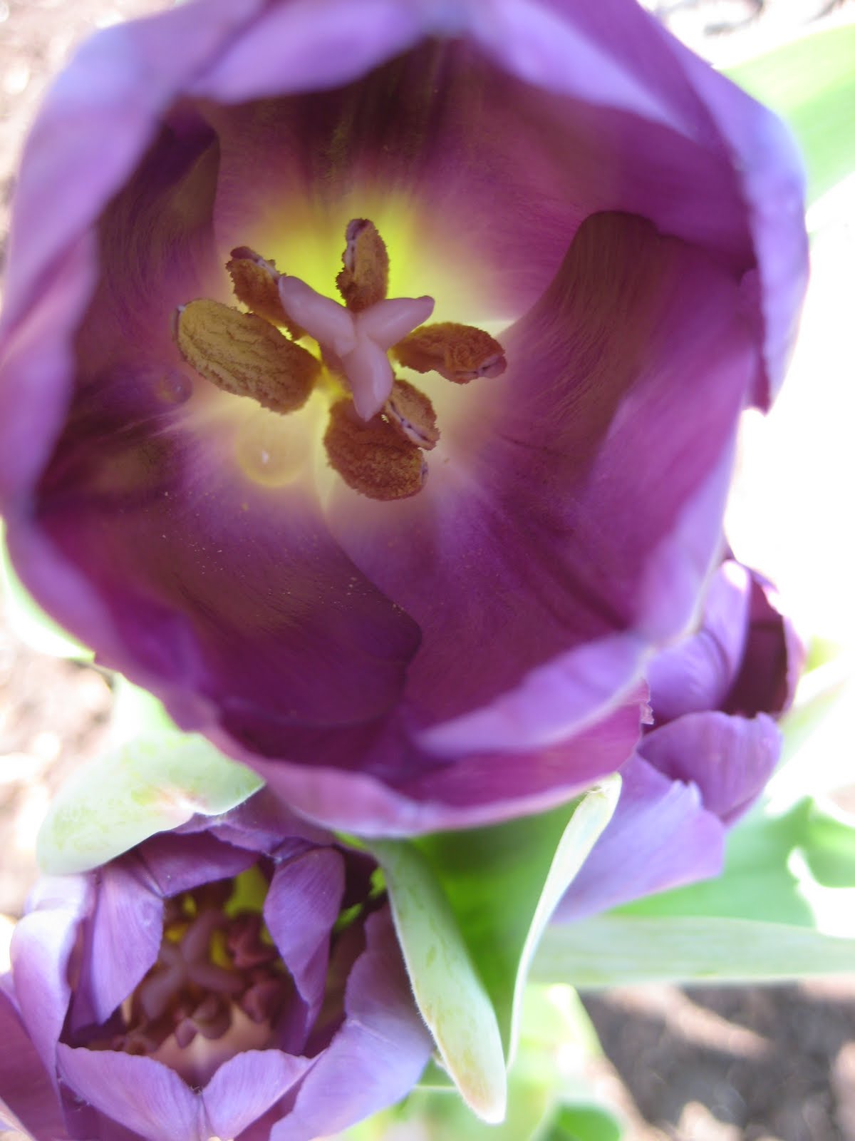 Cedar Knoll Farm April 2011