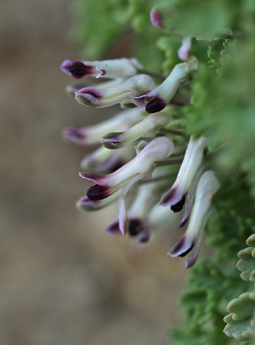 Rupicapnos africana