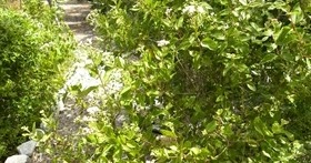 Santeria Herbs : Abre Camino - Road Opener - Oshun's House
