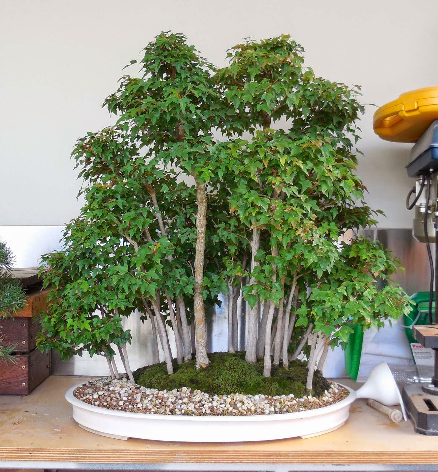 Stephen Cullum's Bonsai & Pottery Post 147 Revisit Canberra Arboretum