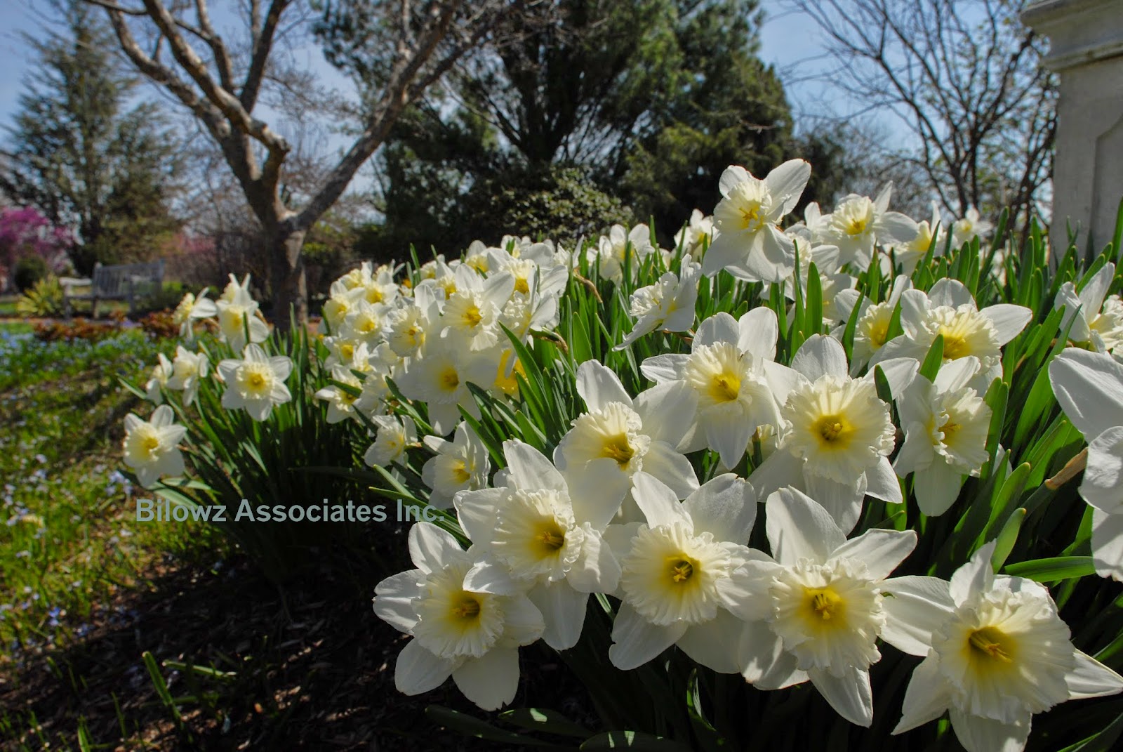 Daffodils - 