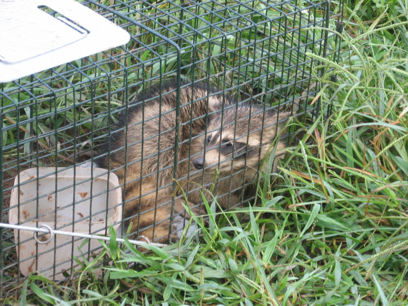 The Burrow How to (finally) catch a raccoon